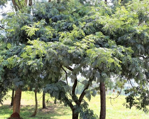 Everything Uganda Trees Of Masaka Part 1 The Uganda Marathon Everything Uganda Trees Of Masaka Part 1 The Uganda Marathon